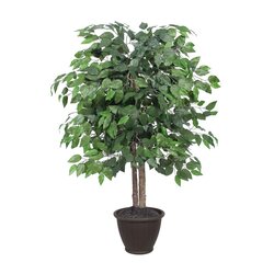 4' Ficus Bush in Brown Plastic Pot
