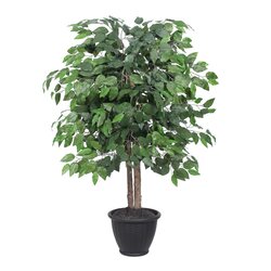 4' Ficus Bush in Gray Plastic Pot