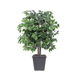 4' Ficus Bush in Gray Square Plastic Pot