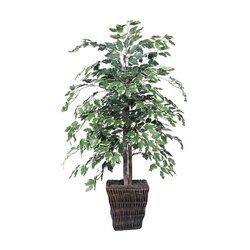 4' Variegated Ficus Bush in Sq Willow