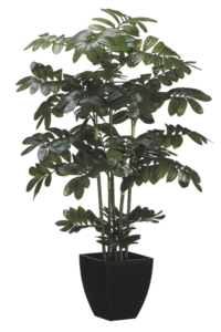 48" Zamia Plant in Black Plastic Pot Green