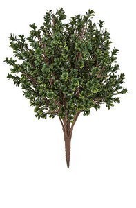 26 inches Large Outdoor Boxwood Bush - 20 inches Width - Green - Bare Stem