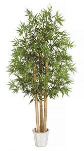 6 Foot Outdoor Bamboo tree with Natural Canes