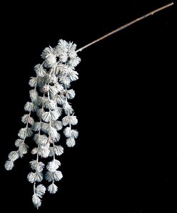 19" Hanging Flocked Butte Pine Spray with Pinecones