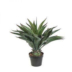 24" Outdoor Agave  AEONIUM PLANT