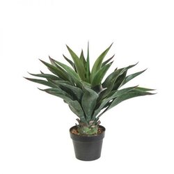 24" Outdoor Agave  AEONIUM PLANT