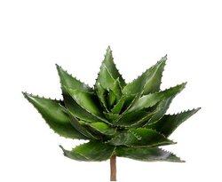 13"Hx17"D Aloe agave  Frosted Green