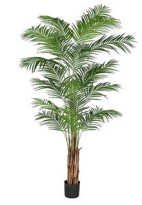 8 Foot Areca Palm Tree on Wood Trunk