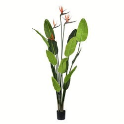 5 feet Potted Bird of Paradise Palm 14 Leaves