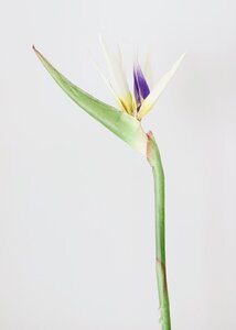 37 inches Bird of Paradise Spray  White Green