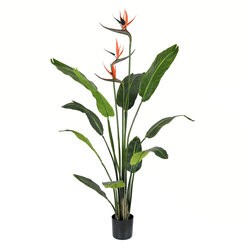 4 feet Potted Bird of Paradise Palm 11 Leaves
