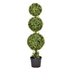 4 feet Boxwood Triple Ball in Pot (UV)