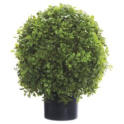 16 inches Boxwood Ball Topiary in Nursery Pot Green
