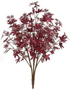 38 inches Outdoor Maple Bush - 3 Stems - 24 inches Foliage Height - 20 inches Width