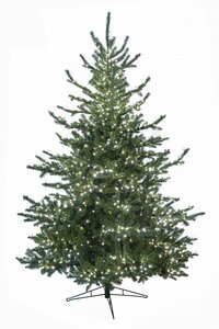 PE/PVC Pacific Fir Tree with LED Rice Lights | 7.5', 9', or 12' Tall