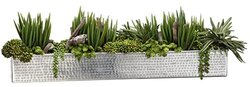12"Hx10"Wx41"L Senecio/Succulent/Sedum in Aluminum Rectangular Planter