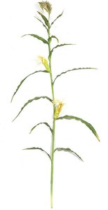 7.5 feet Corn Stalk - 13 Green Leaves - 2 Yellow Corn - Bare Stem