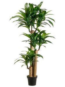 5 feet Tropical Dracaena Tree with 7 Heads in Pot Two Tone Green