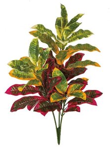 34 Inch Outdoor Mixed Red And Green Croton Bush
