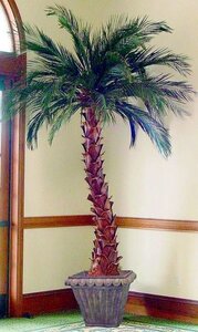 7 feet -12 feet Tall Custom Made To Order Preserved Canariensis FIRE RETARDANTPalm