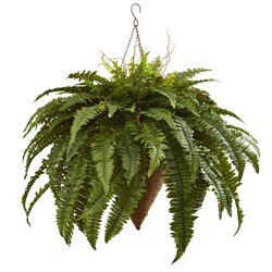 40 inches Giant Boston Fern with Cone Hanging Basket Indoor/Outdoor
