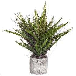 19 inches Fern in Cement Pot  Green