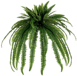 50 Inches Long 30 Inches Wide  Outdoor UV Rated  Artificial Boston Fern Bush Green