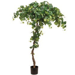 80" Grape Tree in Plastic Nursery Pot Green