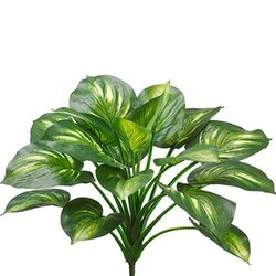 22 inches Hosta Plant Green Cream