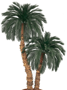 A-401 Custom Made Deluxe Double Polyblend rubberized  Aloe Trunk Cycas Palm Tree