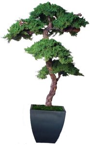 6 feet Preserved Custom Made  Bonsai Kage Bonsai