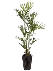 8' Kentia Palm in Metal Pot  Green