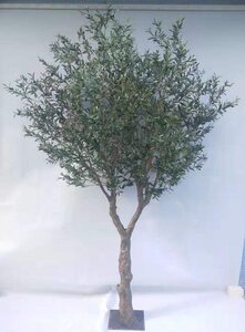 12 Foot Fire Rated Olive Tree