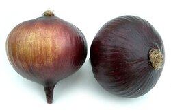 Large Onion - 3.5 inches Diameter - Lavender/Purple Sold per Dozen 