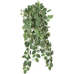 EF-915 30 inches Fittonia Hanging Bush x9 w/159 Lvs. & Berry Green (Price is per Dozen Set))