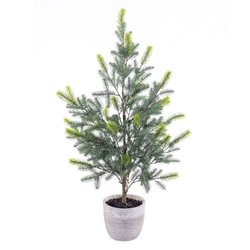 37 inches Blue Spruce Sapling Potted