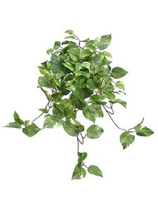 26 inches Pothos Hanging Bush  Green Cream***PRICE IS FOR A 12 PC SET***