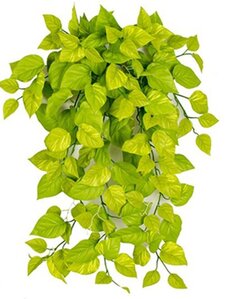 36 inches FireSafe Light Green Pothos Ivy Bush