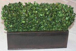 14" L x 5" W x 9" H  Preserved Natural boxwood in a bronze metal container