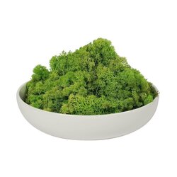 9 lb Box Apple Green Preserved Reindeer Moss