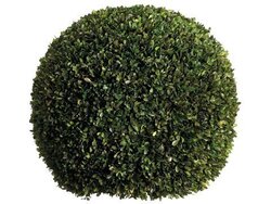 23 inches Preserved Boxwood Ball  Green