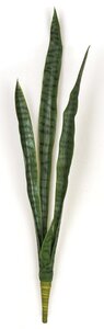 Earthflora's 34 Inch Sansevieria Plant - Green/yellow Or Green  Indoor/Outdoor