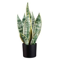 19" Sansevieria Plant in Pot  Variegated