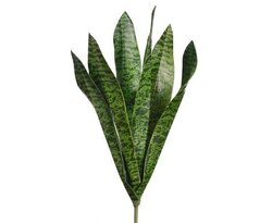 16 inches Sansevieria Plant  Green