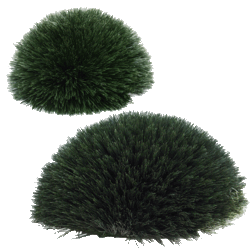 12 inches HIGH X 24 inches Wide  Outdoor WHEAT GRASS MOUND