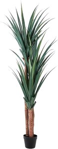 6 Foot Outdoor Yucca Tree