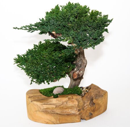 20" x 18" x 18"  Preserved Bonsai in Wood Bowl