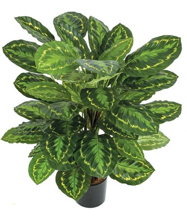 36 Inch FireSafe Calathea Roseopicta Plant