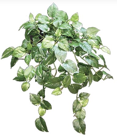 36” Hanging Fire rated pothos Bush