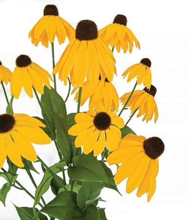 24" FireSafe Black Eyed Susan Bush